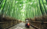 Ngắm những vòm cây đẹp như cổ tích ở Hà Nội